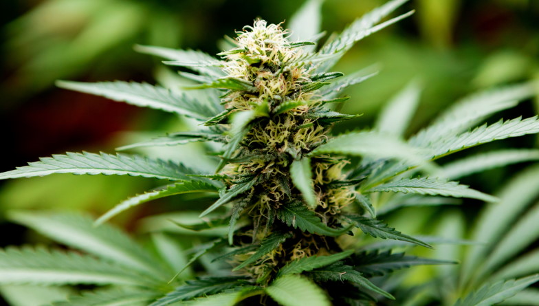 Einige vergleichen THC und CBD-Hasch: Was steckt wirklich dahinter?