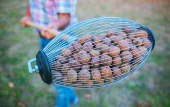 nuttechnology